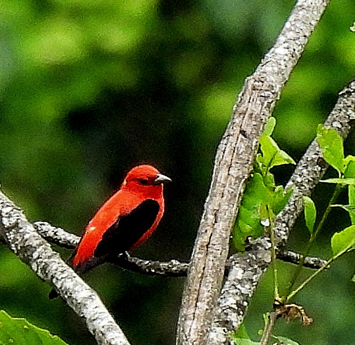Scarlet Tanager - ML344973891