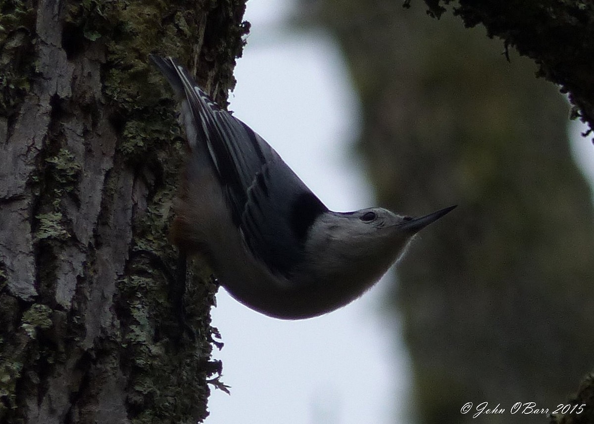 White-breasted Nuthatch - ML34497401
