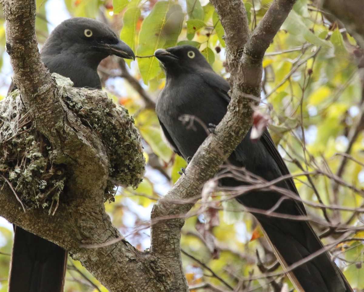 South Melanesian Cuckooshrike - Connie Lintz