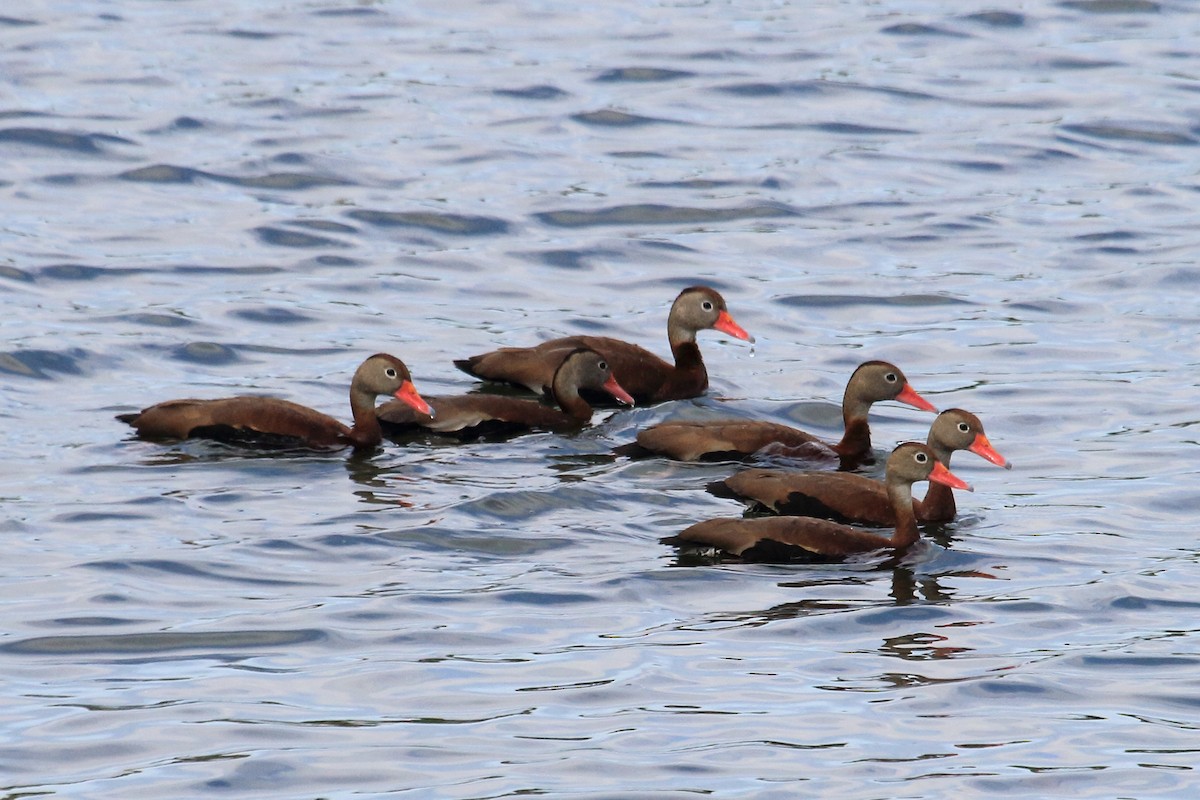 Black-bellied Whistling-Duck - Jenna Rosen