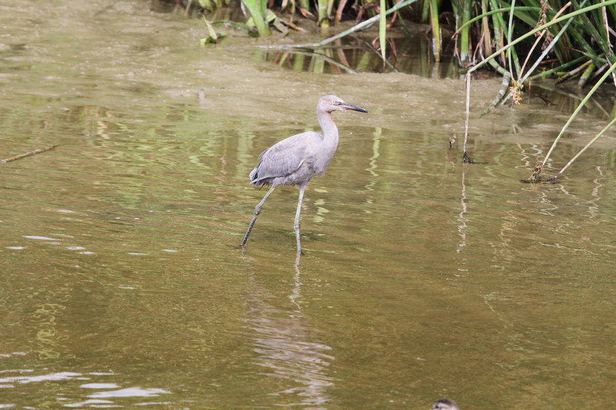 Reddish Egret - ML34497841