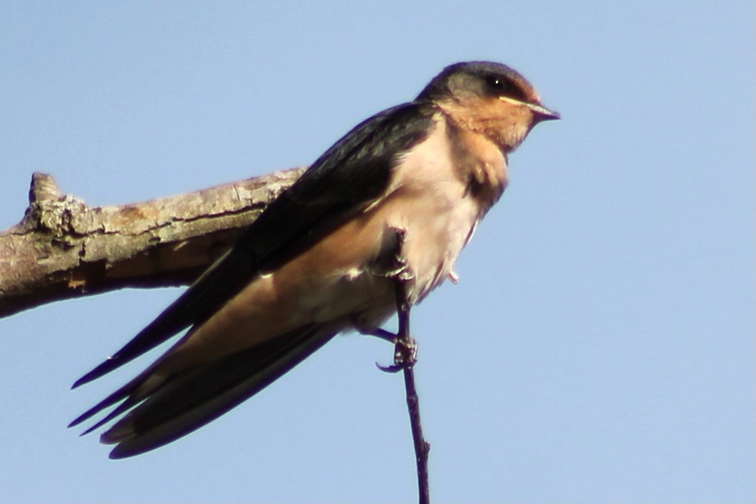 Barn Swallow - ML344978561