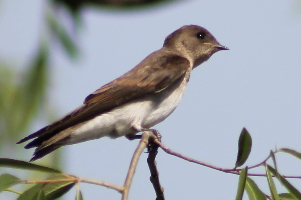 Northern Rough-winged Swallow - ML344978611