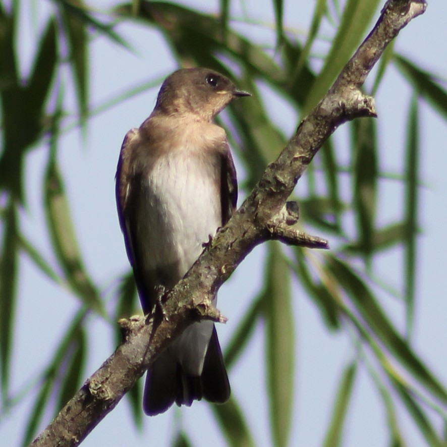 Northern Rough-winged Swallow - ML344978971