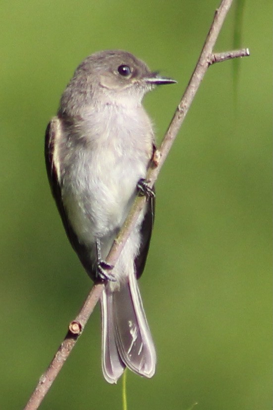 Eastern Phoebe - ML344980391