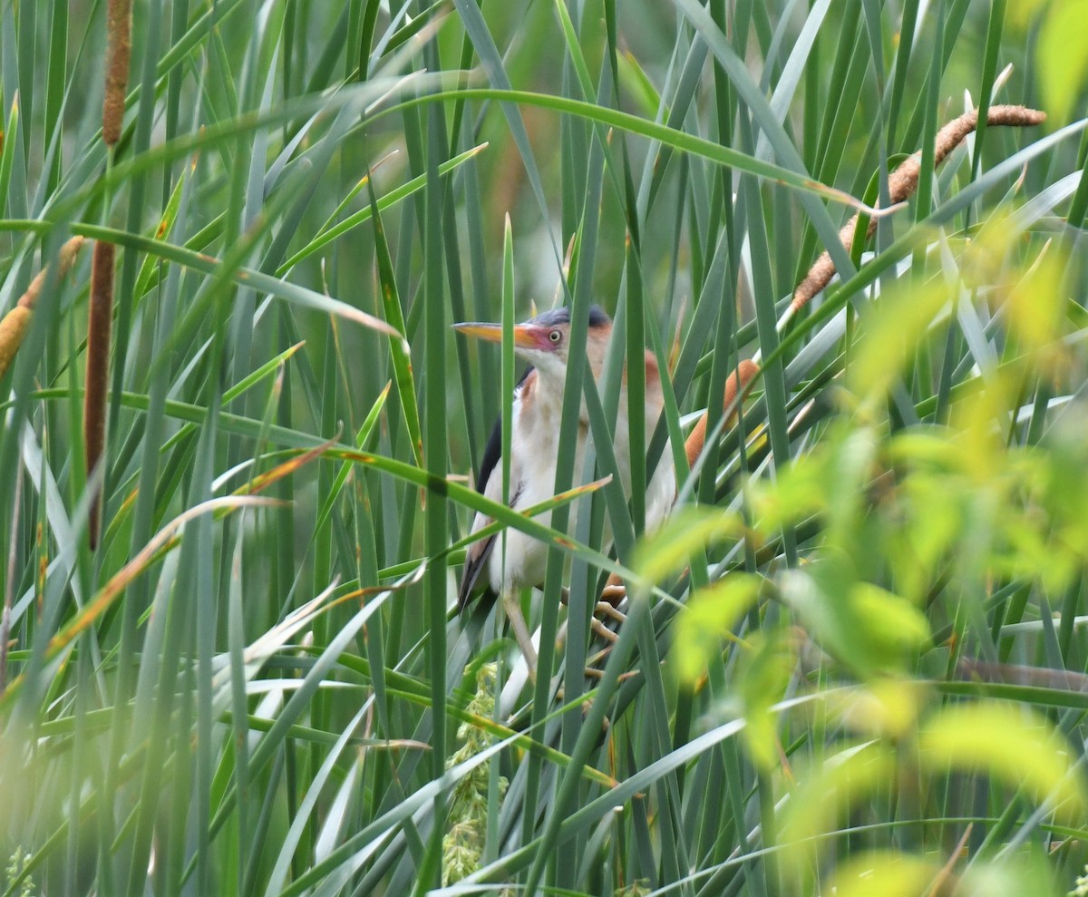 Least Bittern - ML344981501