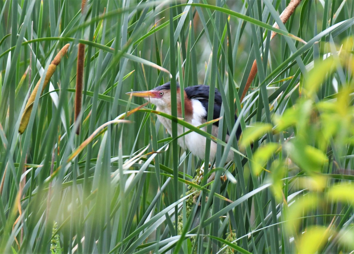 Least Bittern - ML344981511