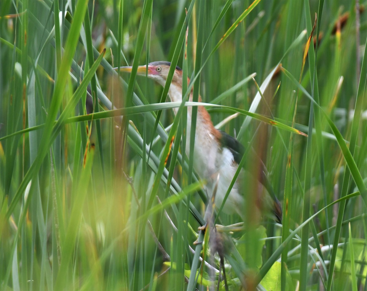 Least Bittern - ML344981541