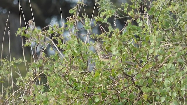 Красногрудый листорез - ML344981881