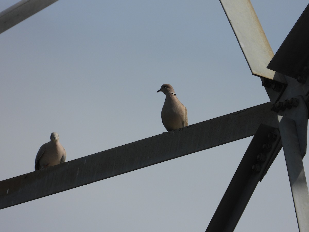 Eurasian Collared-Dove - ML344984891