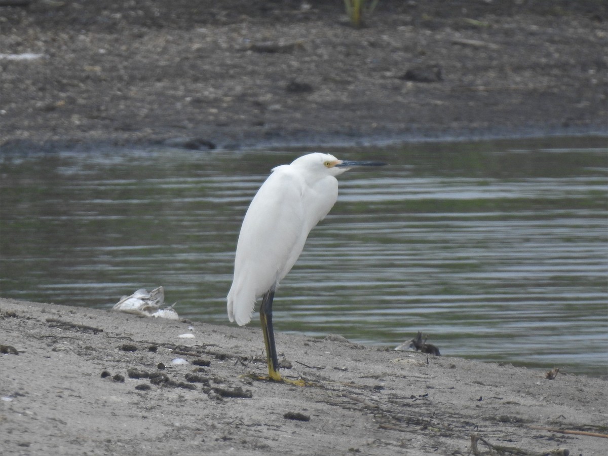 Snowy Egret - Vincent Glasser