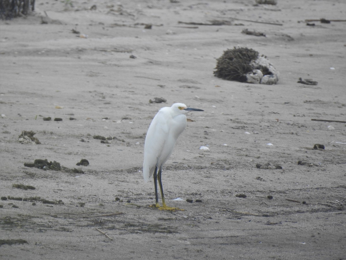 Snowy Egret - Vincent Glasser