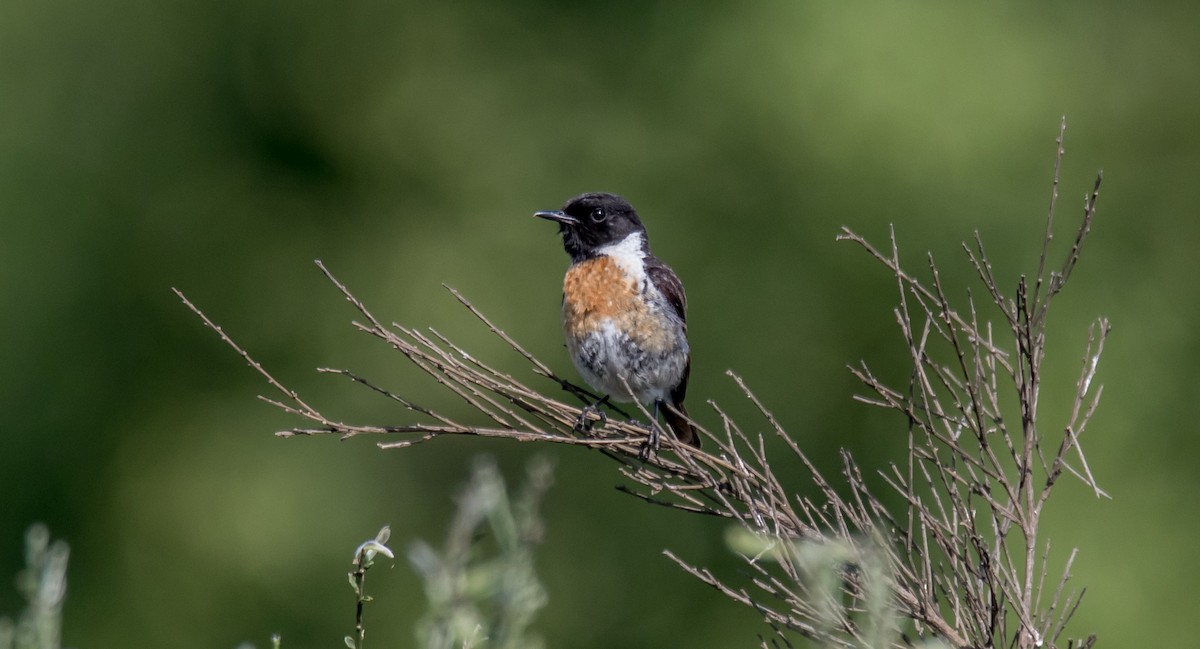 European Stonechat - ML344987101