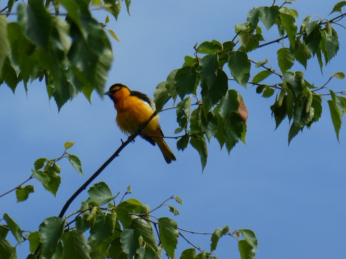 Bullock's Oriole - Elaine Koehler