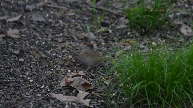 Lincoln's Sparrow - ML344988241