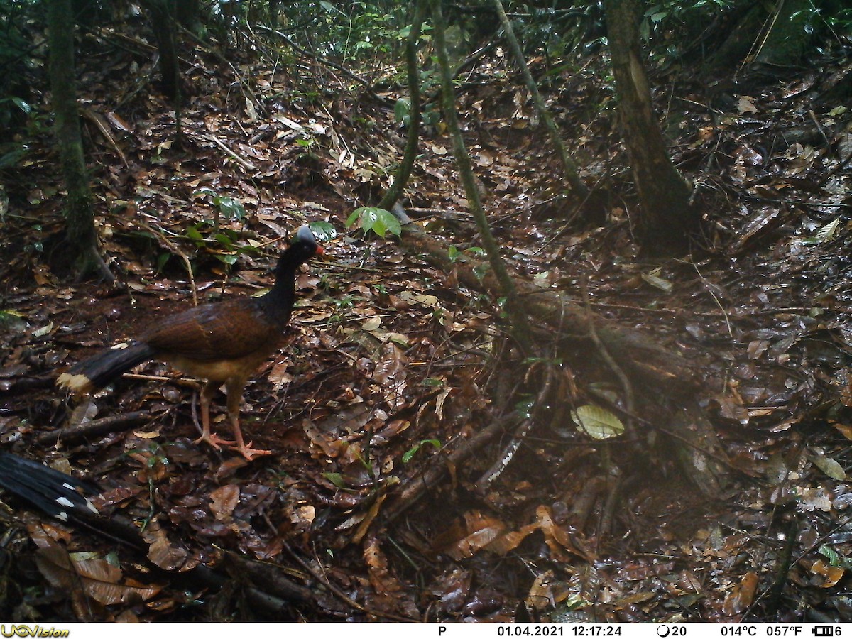 Helmeted Curassow - ML344990311