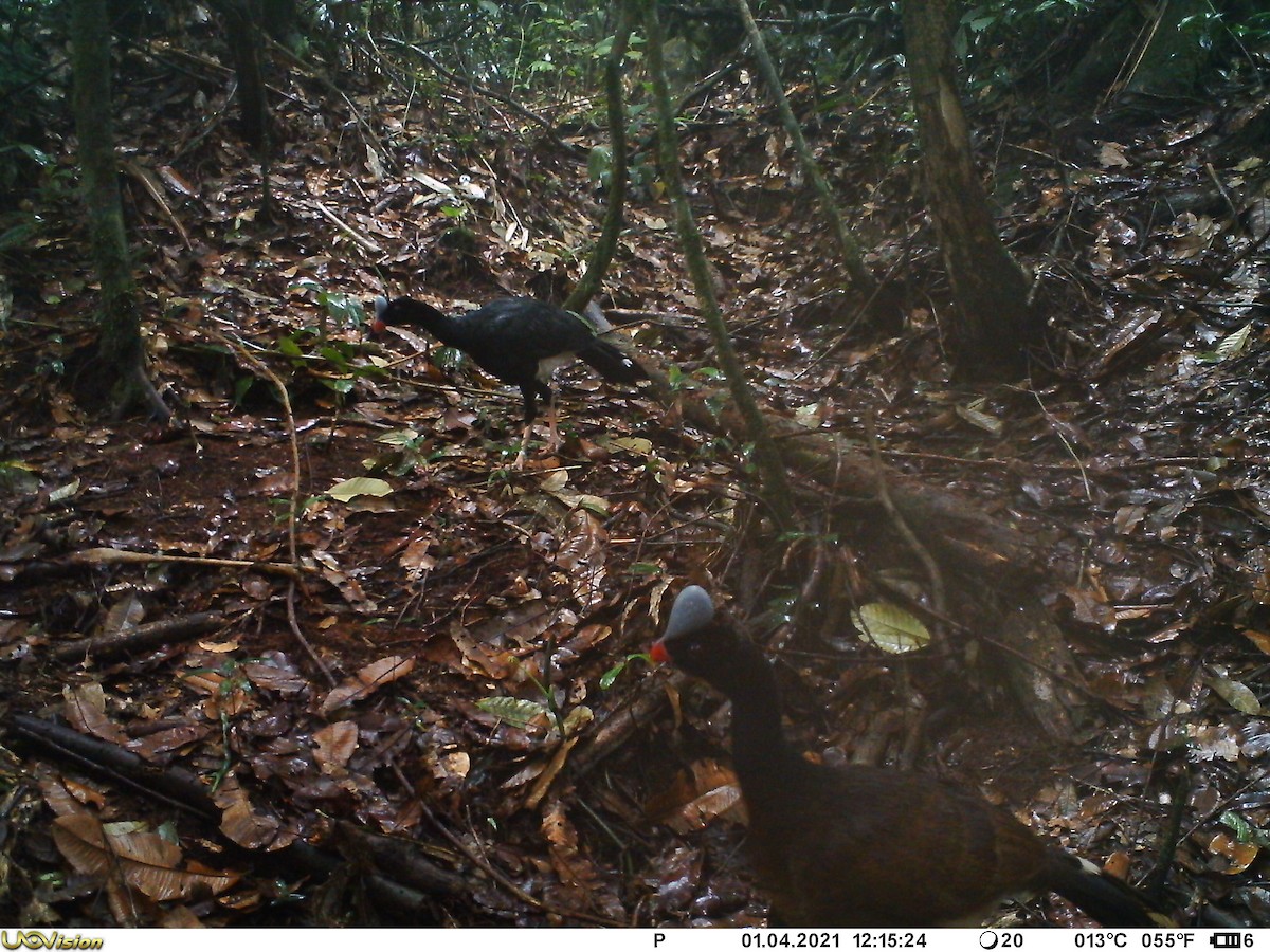 Helmeted Curassow - ML344990751