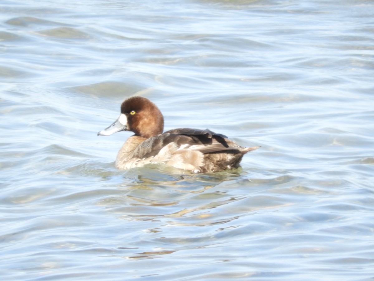 Greater Scaup - ML344991211