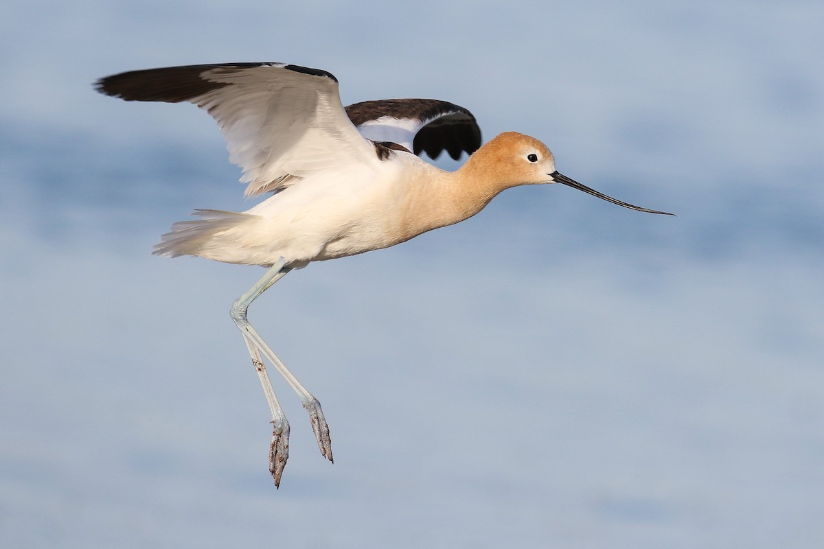 American Avocet - ML344992021