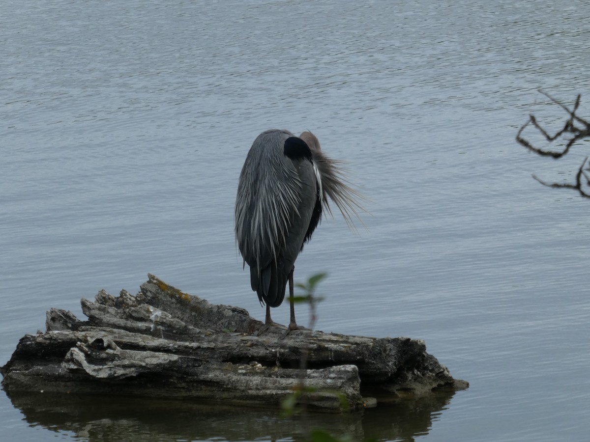 Great Blue Heron (Great Blue) - Elaine Koehler