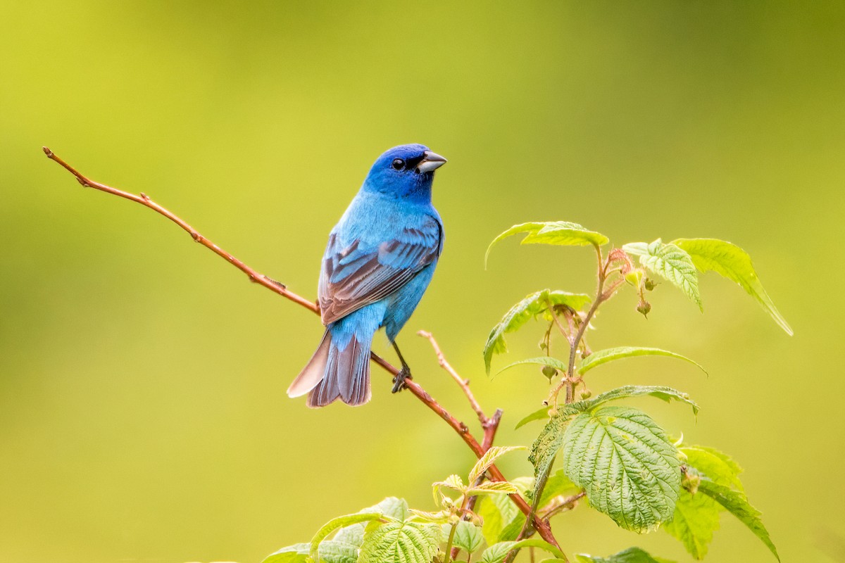 Indigo Bunting - Sue Barth