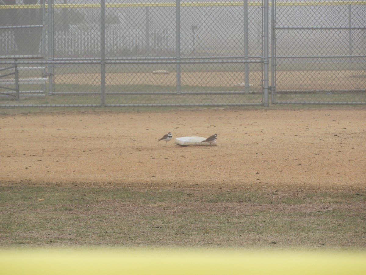 Killdeer - ML344994991