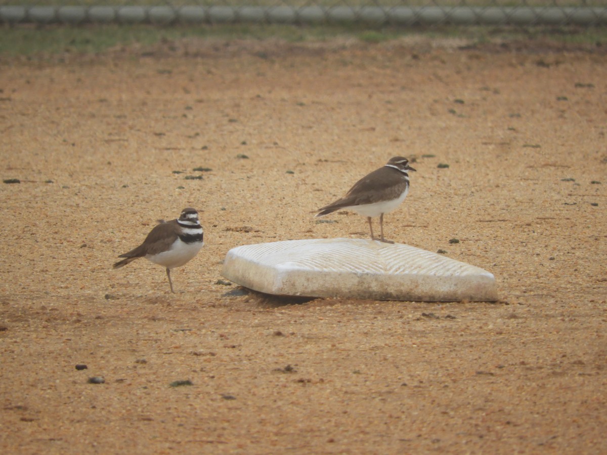 Killdeer - ML344995021