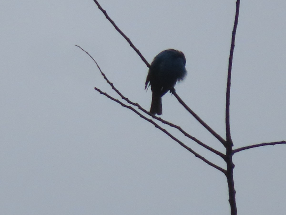 Indigo Bunting - Gregory Allen