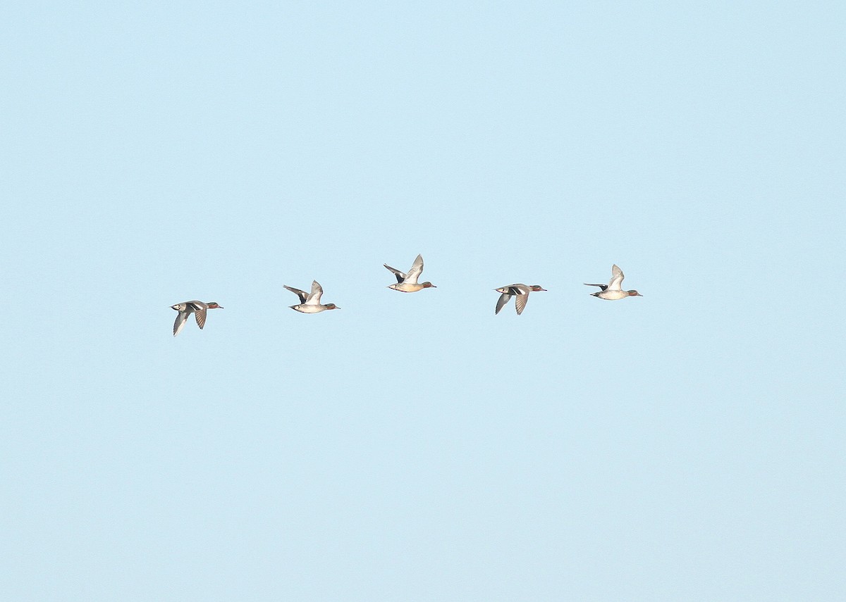 Green-winged Teal (Eurasian) - Jeremiah Trimble