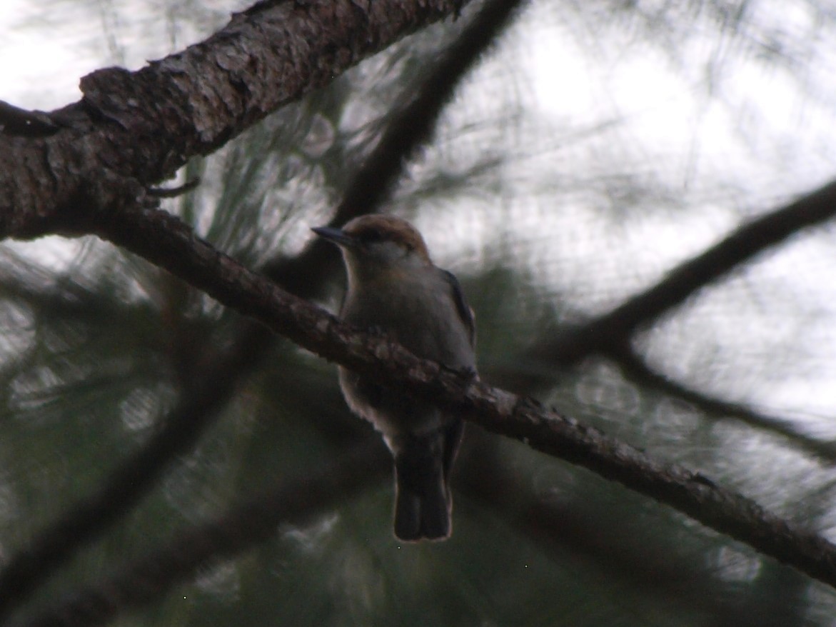 Brown-headed Nuthatch - ML344996131