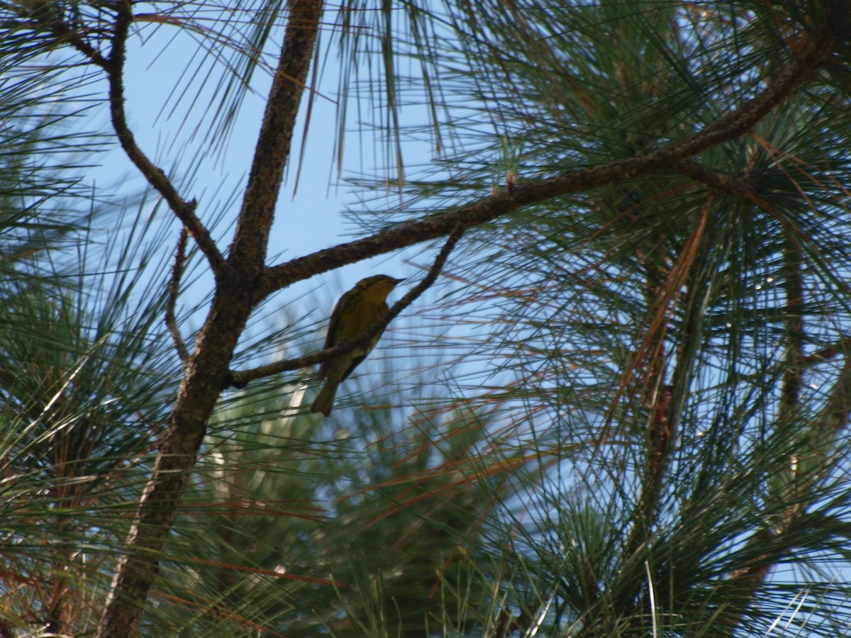 Pine Warbler - c c