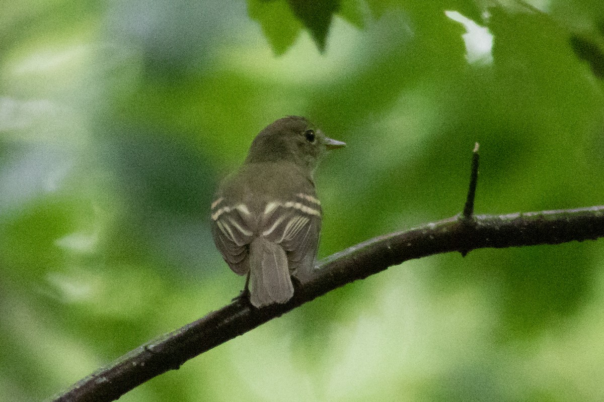 Acadian Flycatcher - ML344996271