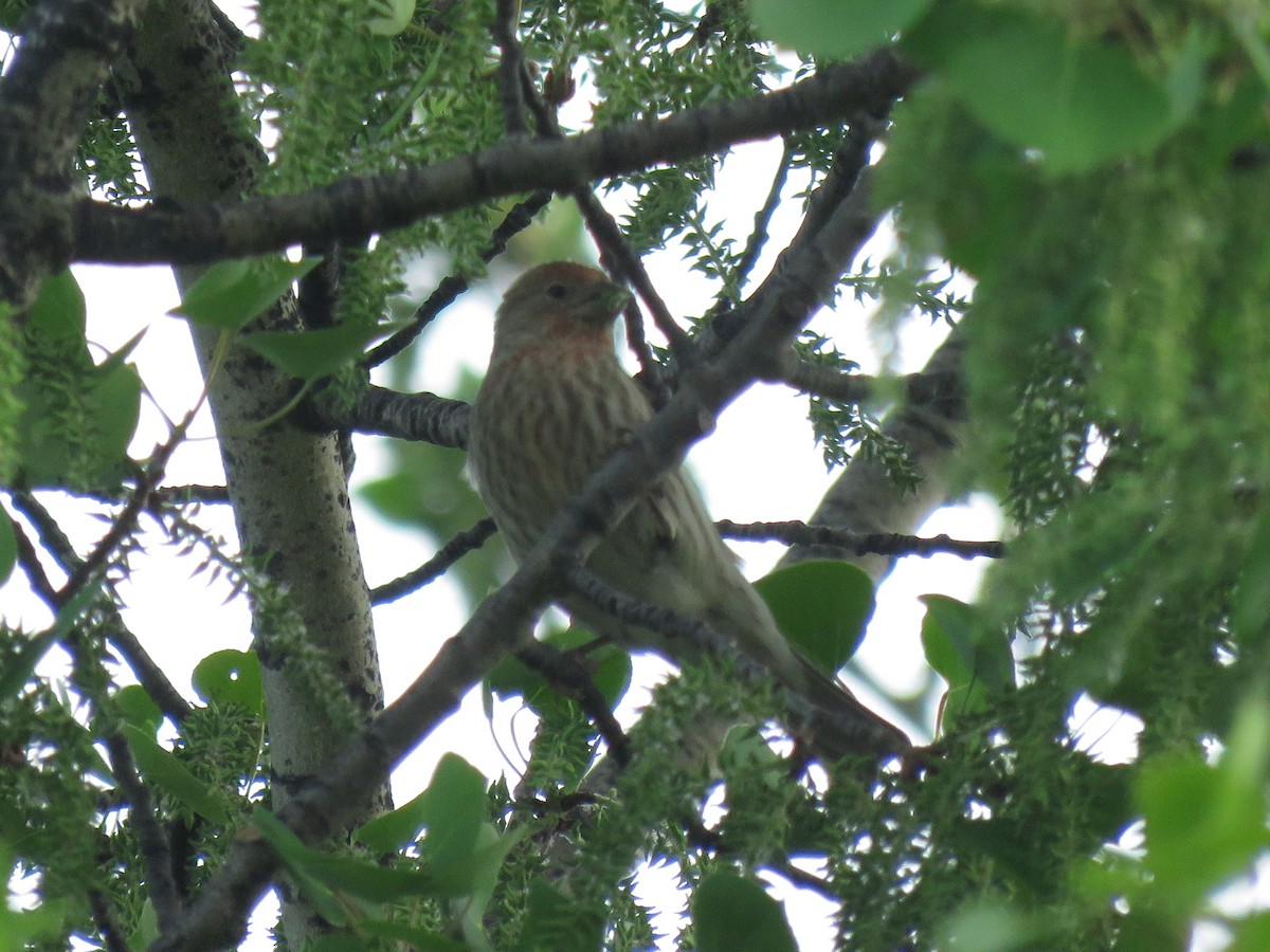 House Finch - ML344996681