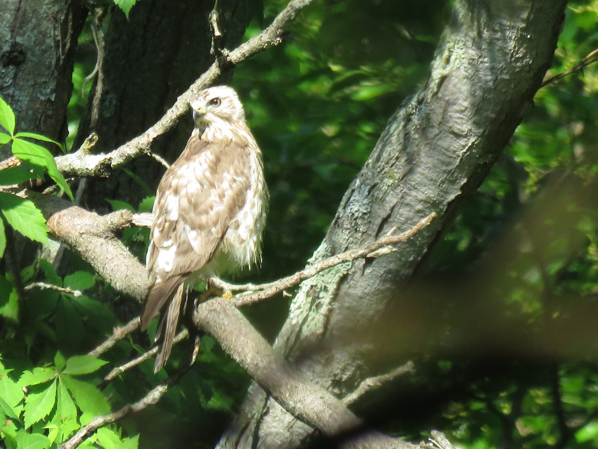 Broad-winged Hawk - ML344997531