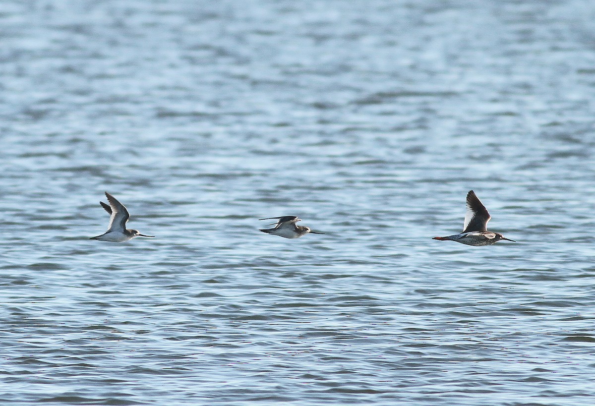 Common Redshank - ML34499821