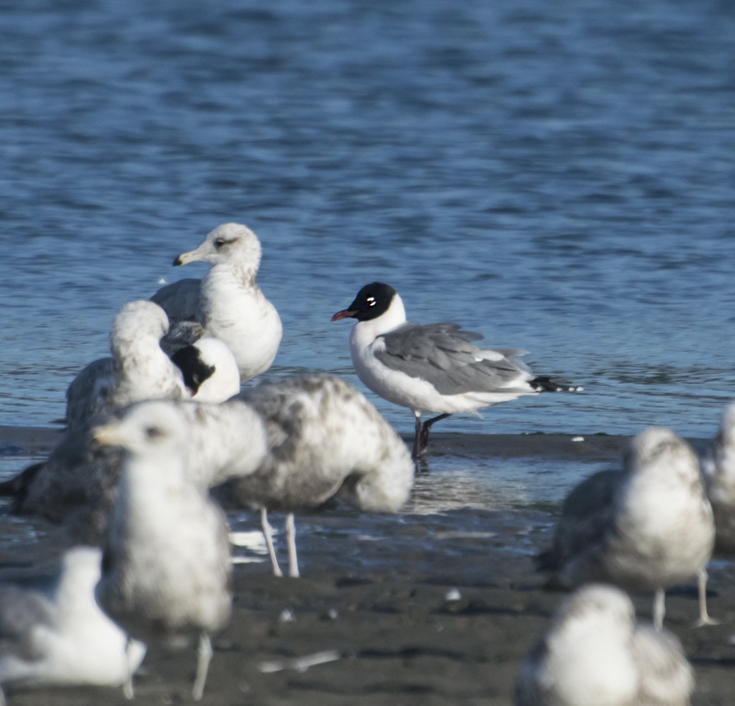 Franklin's Gull - ML344998401