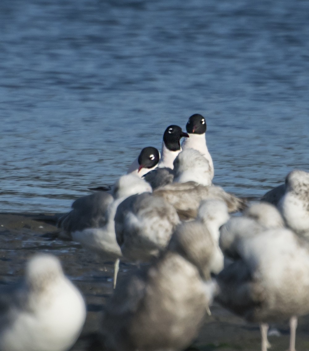 Franklin's Gull - ML344998461