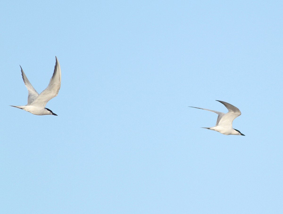 Gull-billed Tern - ML34499851