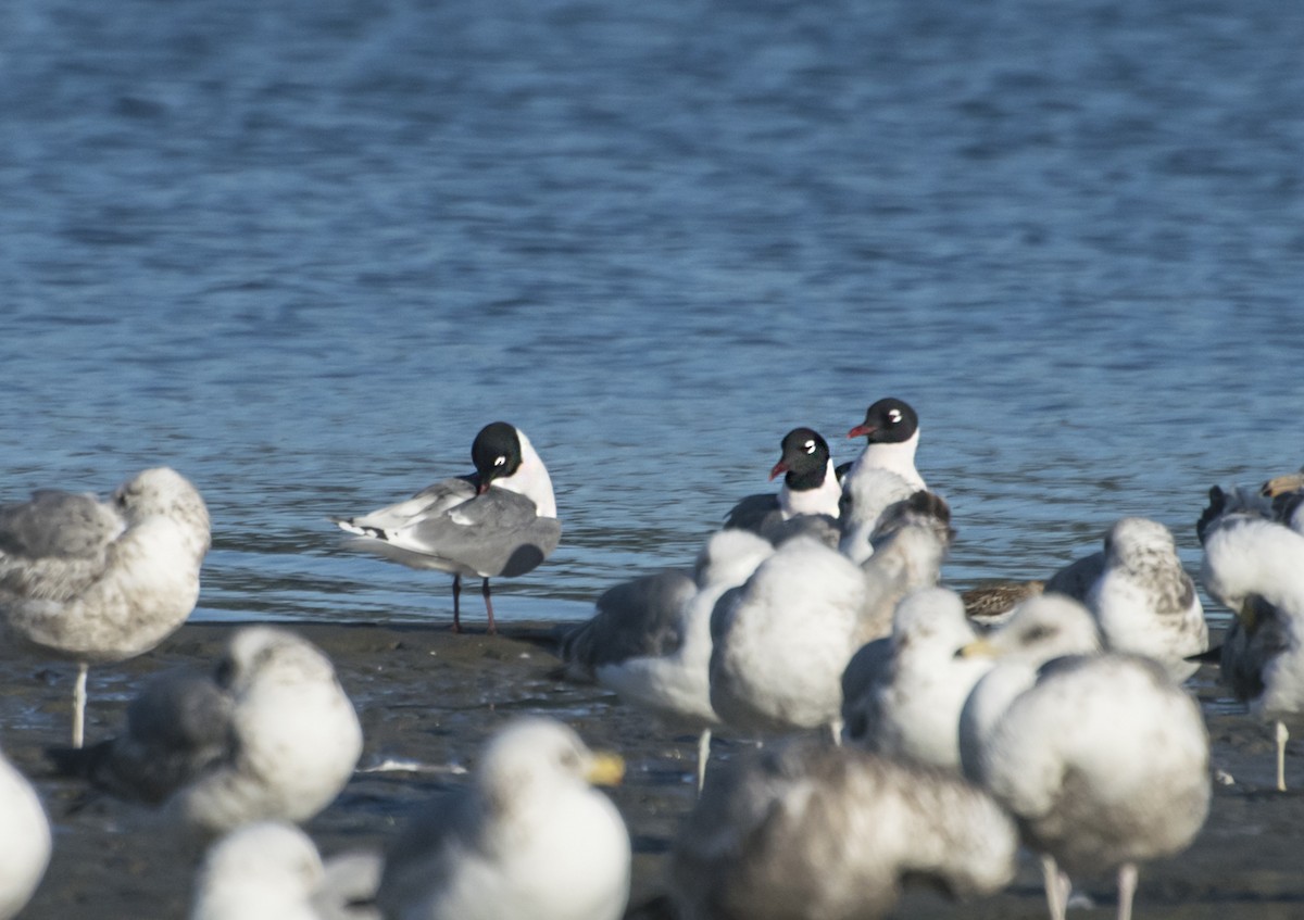 Franklin's Gull - Heather Fulton-Bennett