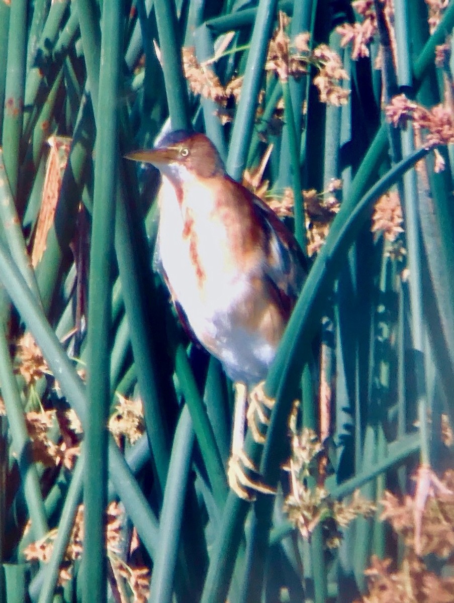 Least Bittern - Jeri Langham