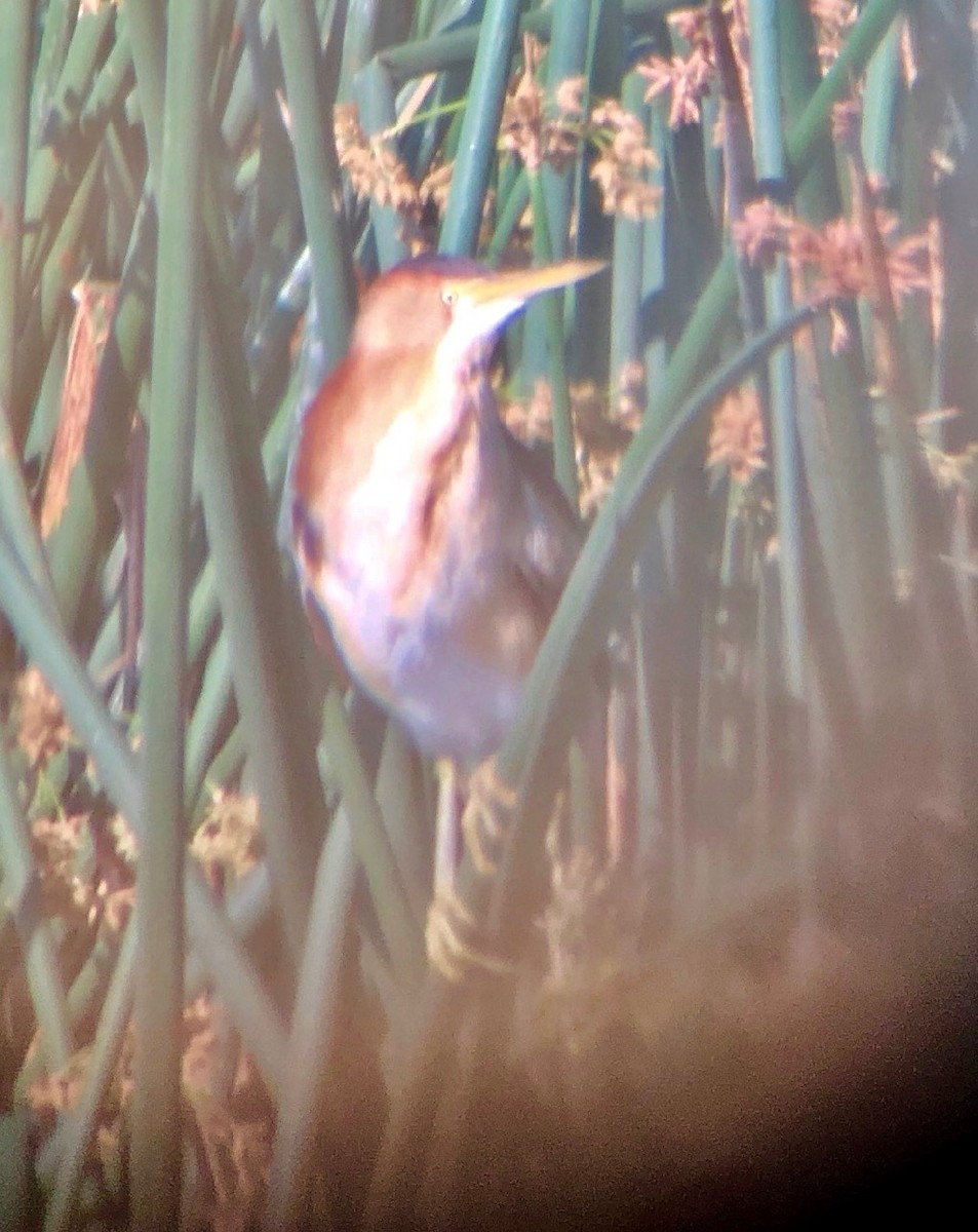 Least Bittern - ML344998781