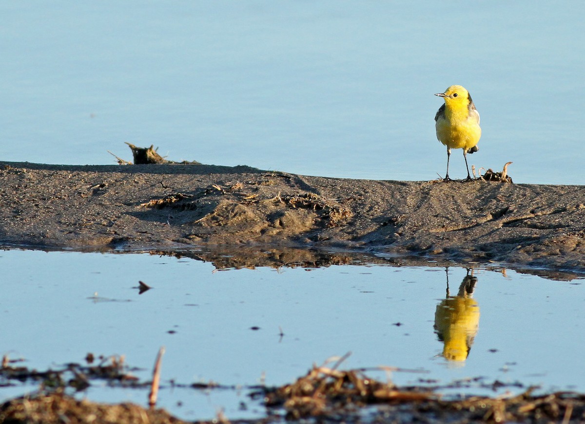 Citrine Wagtail - Jeremiah Trimble