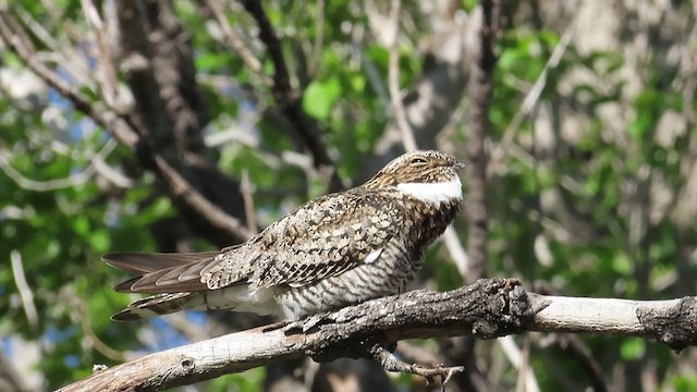 Common Nighthawk - ML345000911