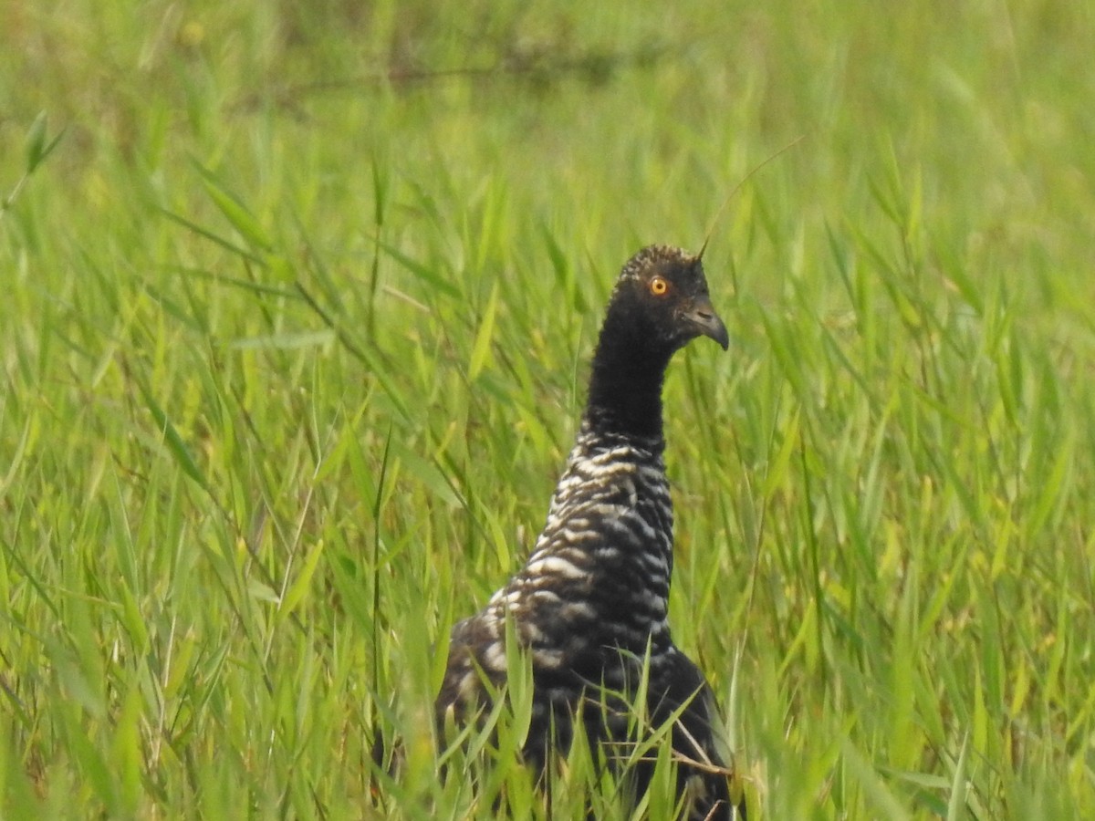 Horned Screamer - ML345001351