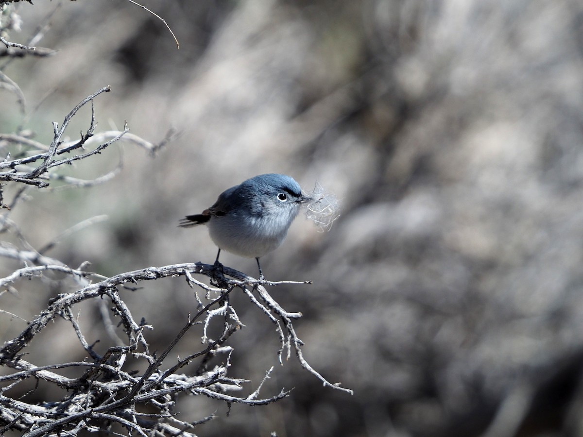 Blue-gray Gnatcatcher - Scott Ramos