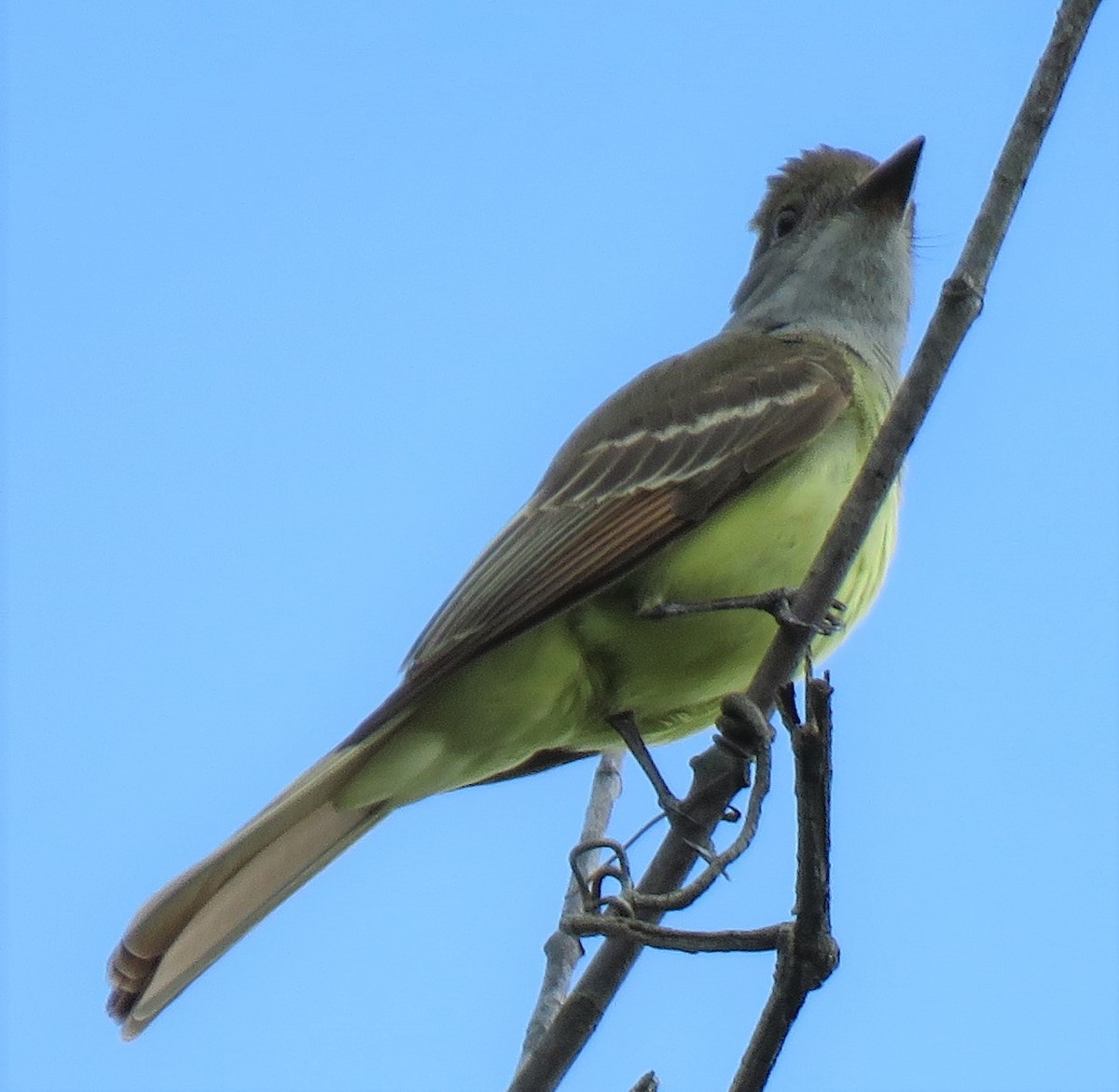 Great Crested Flycatcher - ML345001831