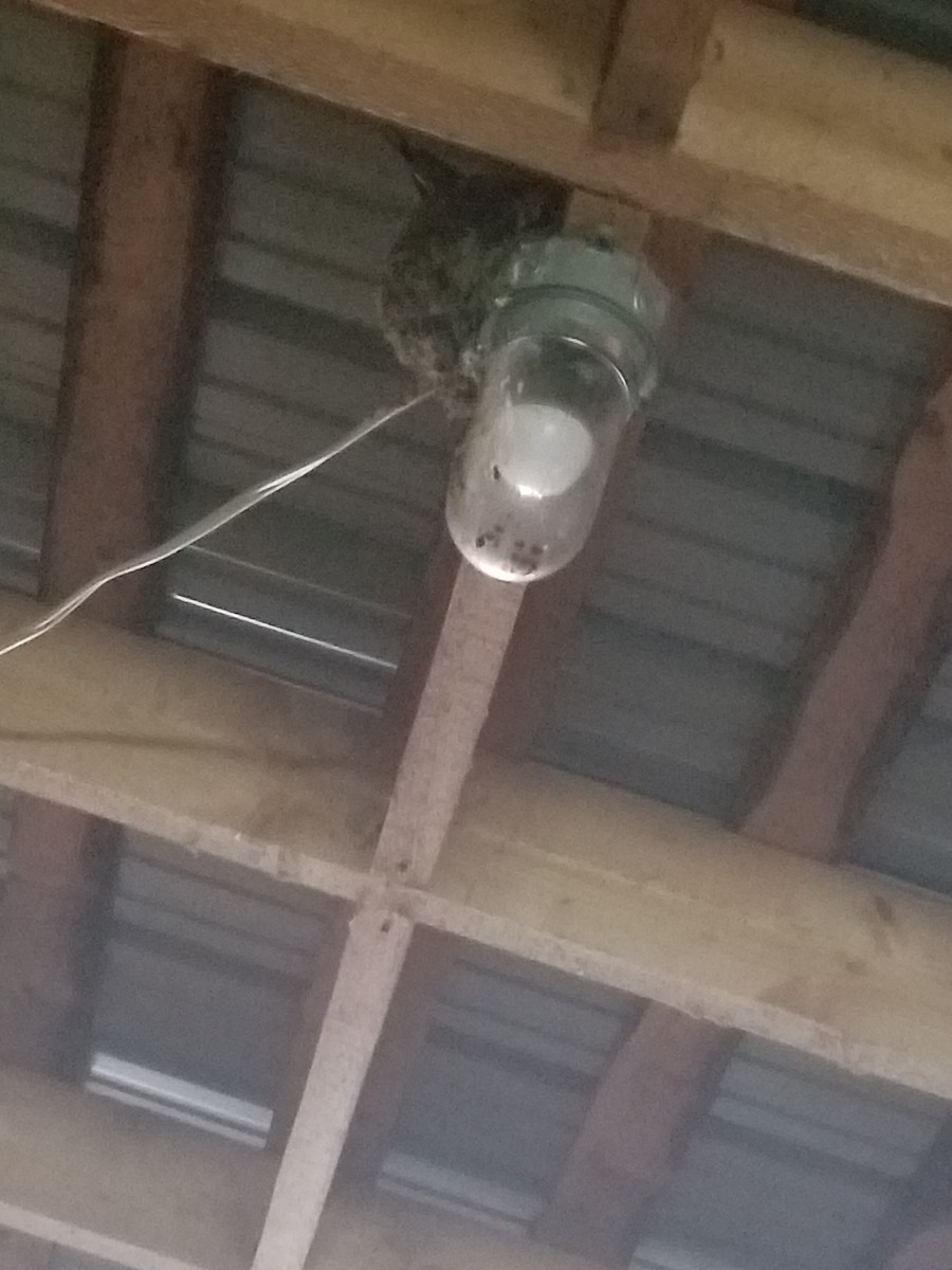 Barn Swallow - ML345002121