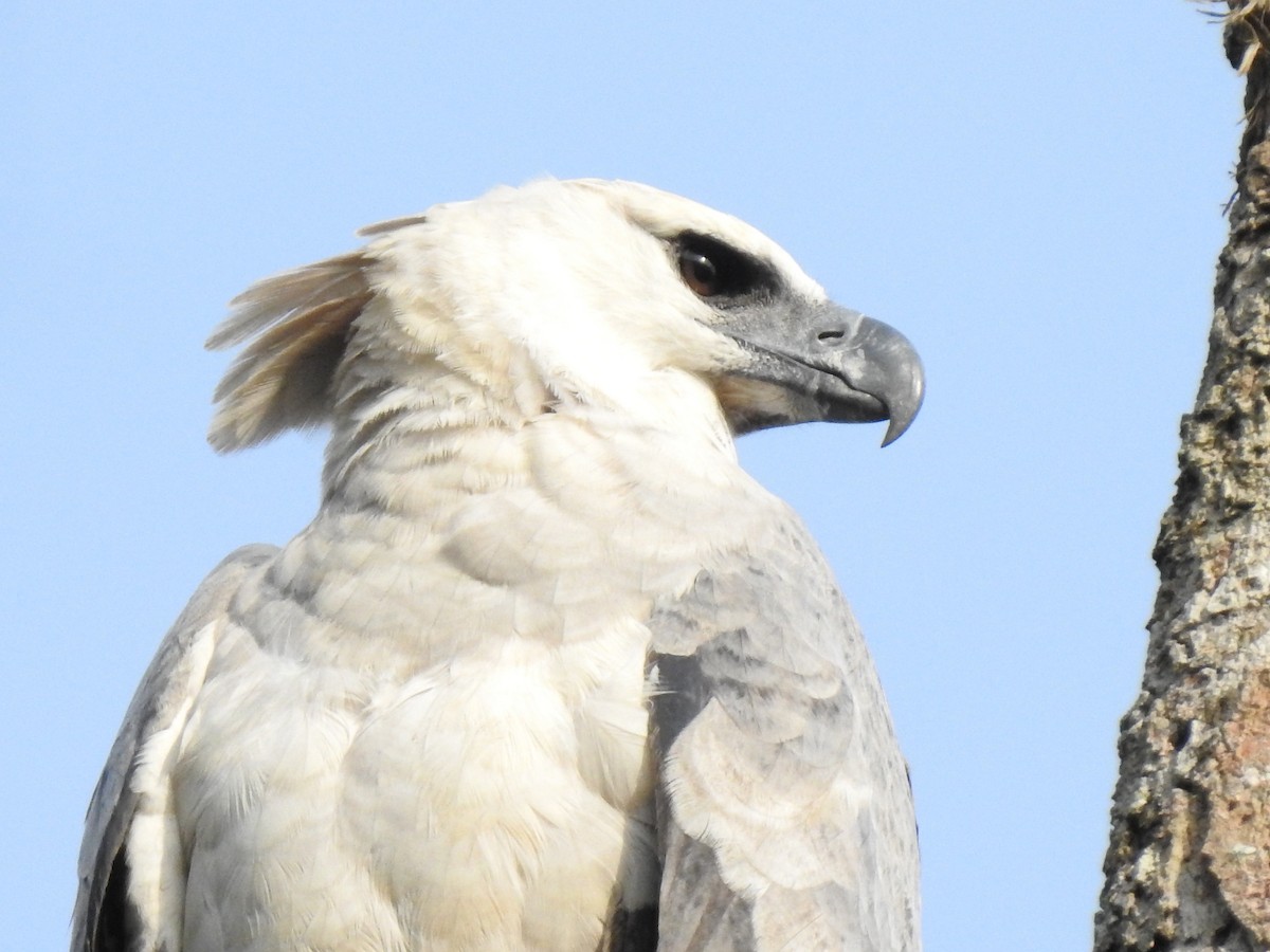 Harpy Eagle - ML345002441