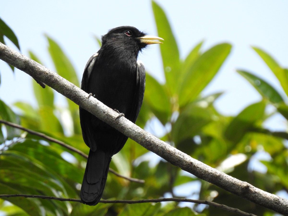 Yellow-billed Nunbird - ML345002451