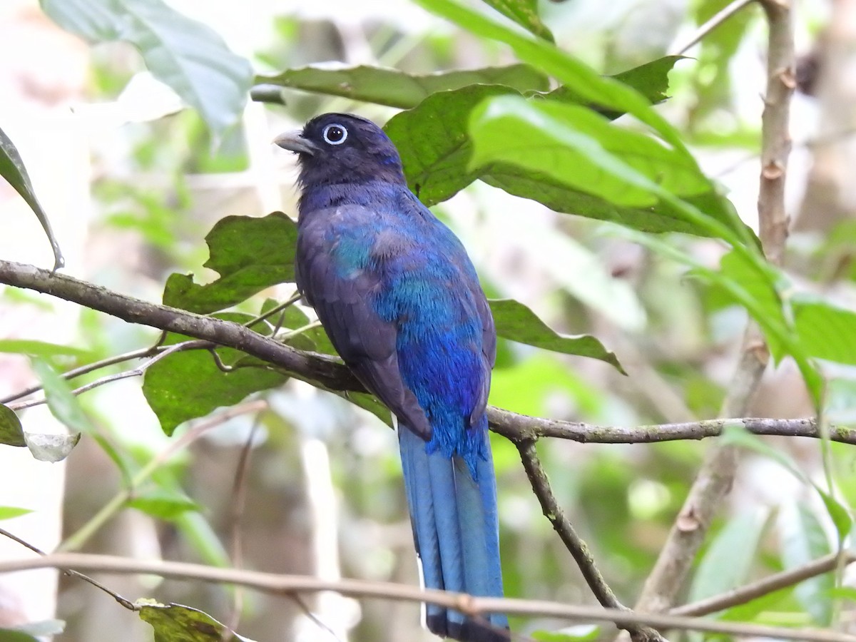 trogon zelenohřbetý - ML345002731